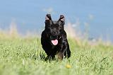 STAFFIE 083
